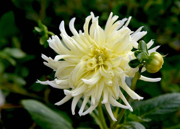 Dahlia Garden geri