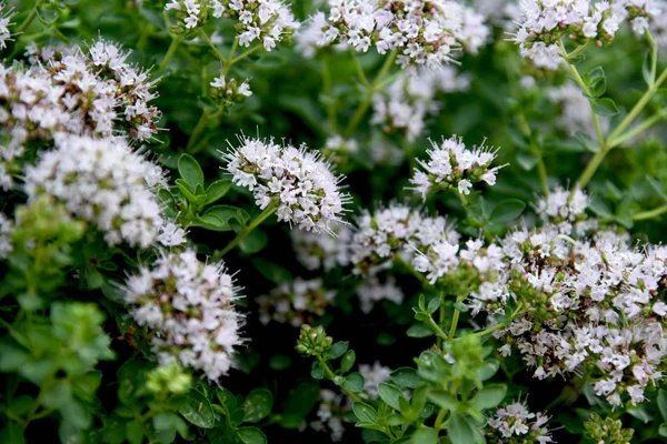 bahçede çiçek ile origanum majorana