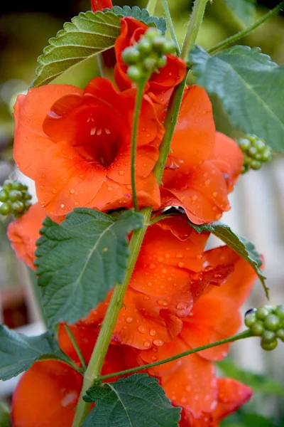 Red Beautiful Gladiolus Witj Drops — Stock Photo, Image