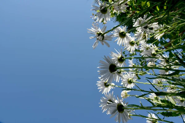 Weiße Gänseblümchen Ungewöhnlicher Blick Von Unten — Stockfoto