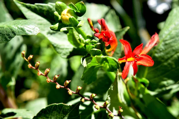 Rote Zarte Blume Garten — Stockfoto