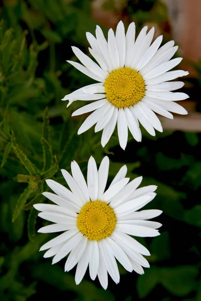 Weiße Gänseblümchen Garten — Stockfoto