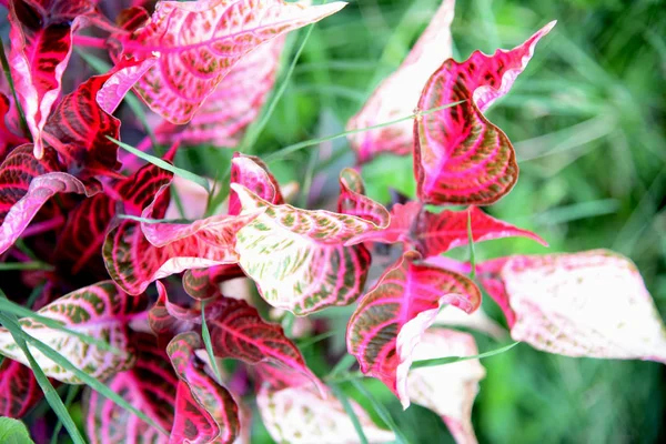 Coleus Kertben — Stock Fotó