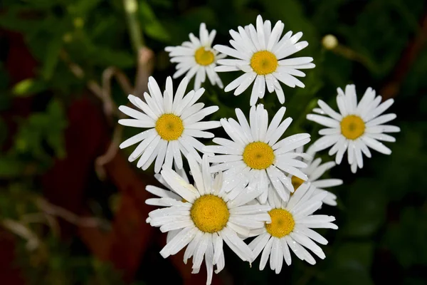 Bílé Nádherné Sedmikrány Zahradě — Stock fotografie