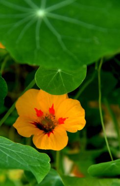 soyut sonbahar hasat nasturtium