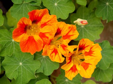 bahçede nasturium