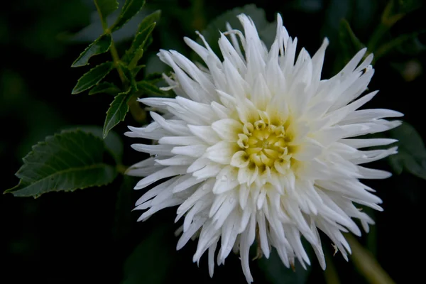 Białym Tle Dahlia Garden — Zdjęcie stockowe