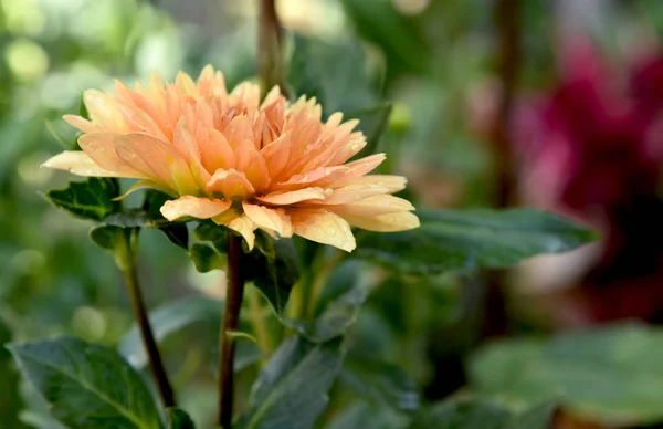 Orange Dahlia Garden — Stock Photo, Image