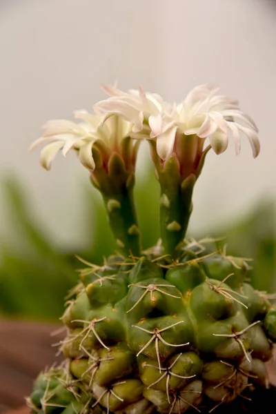 Cactus Flores Delicadas Pétalos Perlas — Foto de Stock