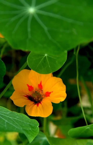 Musim Gugur Panen Nasturtium Pada Abstrak — Stok Foto