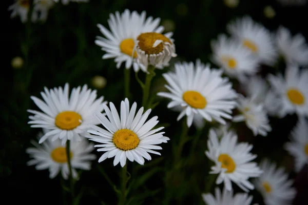 Gänseblümchen Garten Morgengrauen — Stockfoto