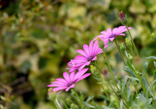 Madeliefjes Van Kaap Tuin — Stockfoto