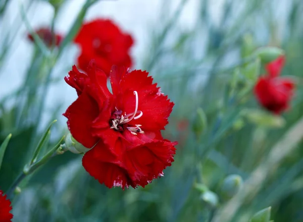 Clavel Rojo Jardín —  Fotos de Stock