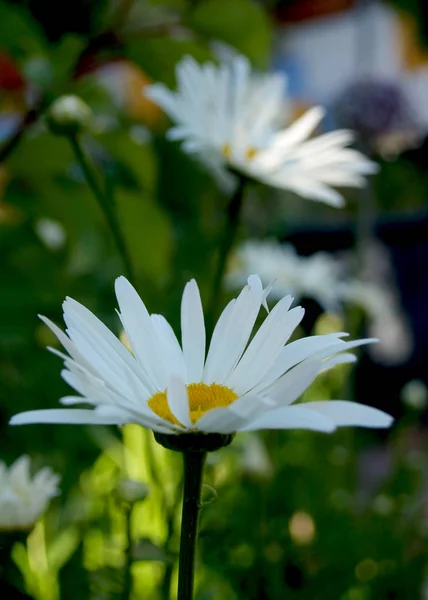 Gänseblümchen Garten — Stockfoto