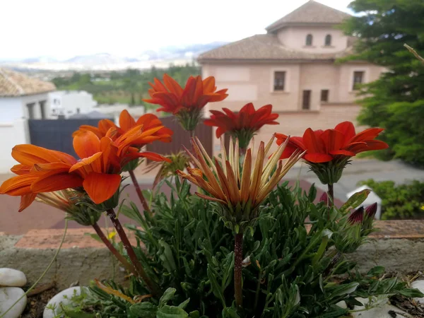 Orangefarbene Gazanien Auf Dem Balkon — Stockfoto