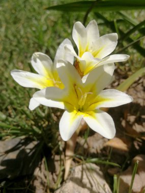 bahçede beyaz sparaxis