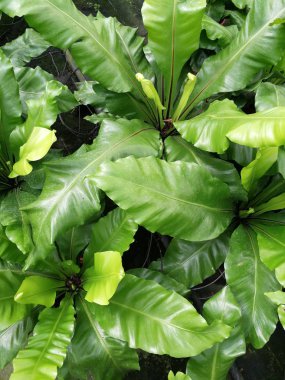 sezon biten saksı çiçek fidanlık