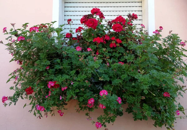 stock image window with geraniums pot