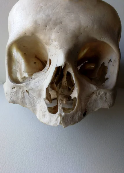 Human female skull for anatomy study