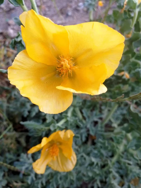 yellow mediterranean yellow  poppy