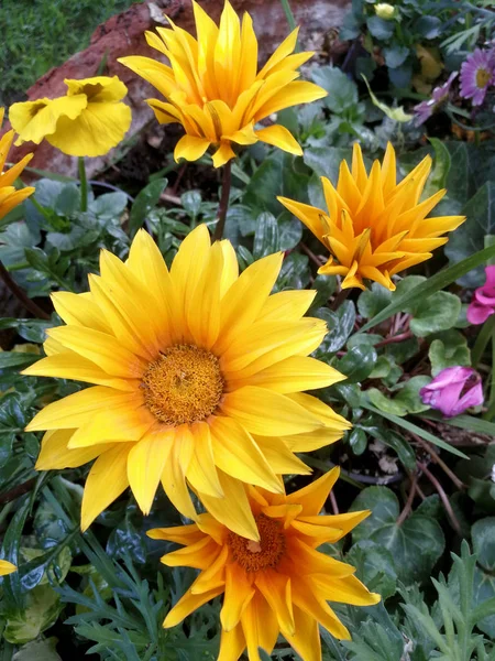 Bahçedeki Gazania Çiçekleri — Stok fotoğraf