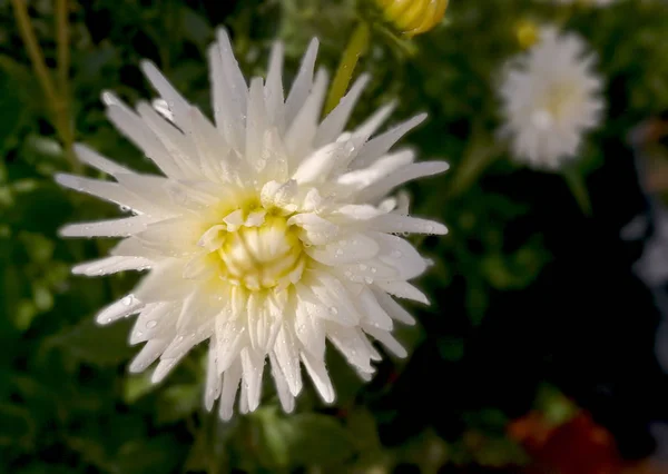 Białe Dahlia Kroplami Ogrodzie — Zdjęcie stockowe