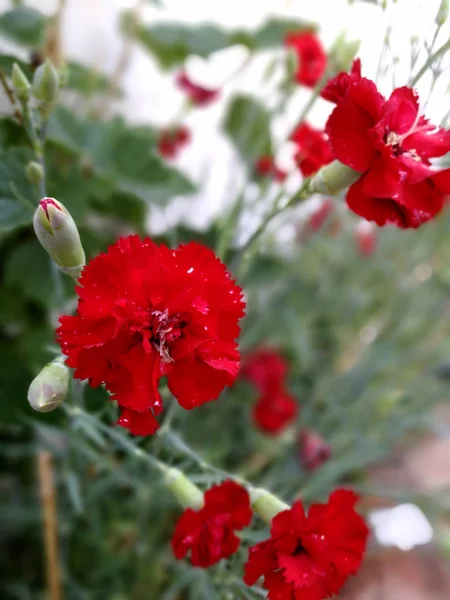 Röd Nejlika Summer Garden — Stockfoto