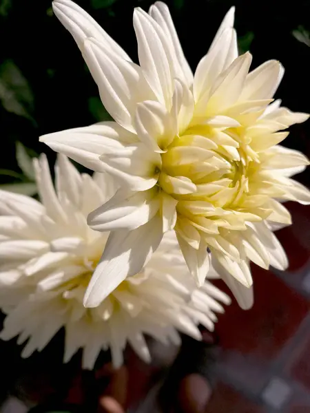 Elegant Dahlias Garden — Stock Photo, Image