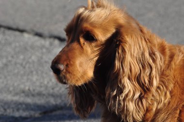 sessiz Cocker spaniel kadın