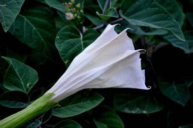 Tarlada kapalı stramonium çiçek