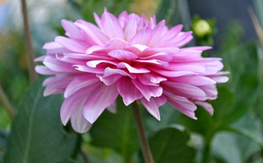 Bahçede doğal dahlia