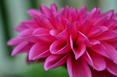 bahçede pembe dahlia, ön planda