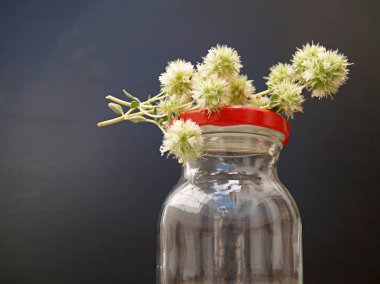 çiçek yabani mercanköşk ile cam saksı