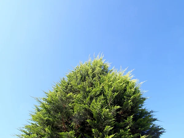 Thuja Orientalis Kék Mondjuk Háttér — Stock Fotó