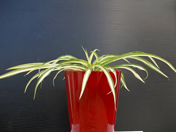 Clorophytum Comosum Sobre Maceta Roja Sobre Fondo Gris — Foto de Stock