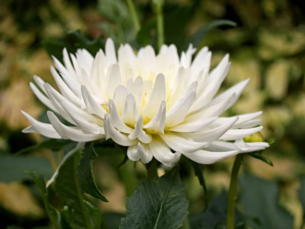 Natürliche Dahlie Garten — Stockfoto