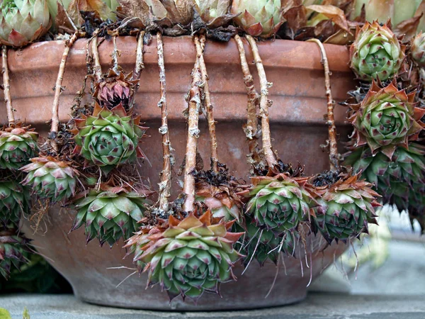 Sappige Planten Cactus Droogteperiode — Stockfoto