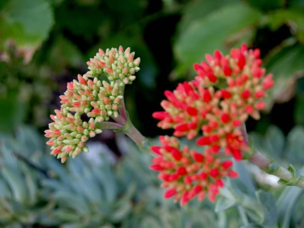 Сочный Цветок Зеленый Красный — стоковое фото