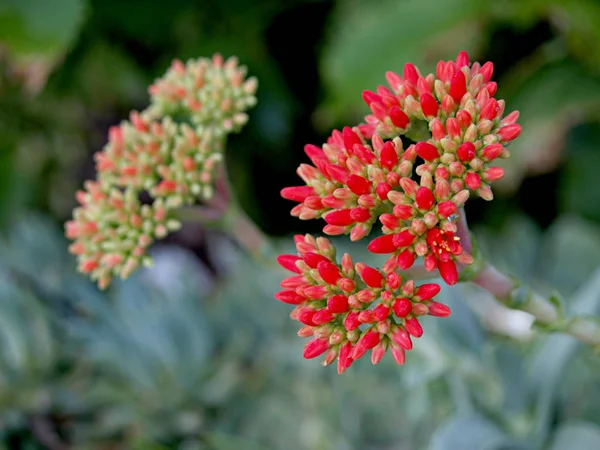 Flor Suculenta Verde Rojo — Foto de Stock