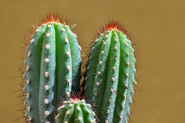 net arka planda likör şişeleri