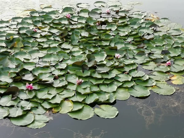 Nachlass Blätter Und Seerosen Einem See — Stockfoto