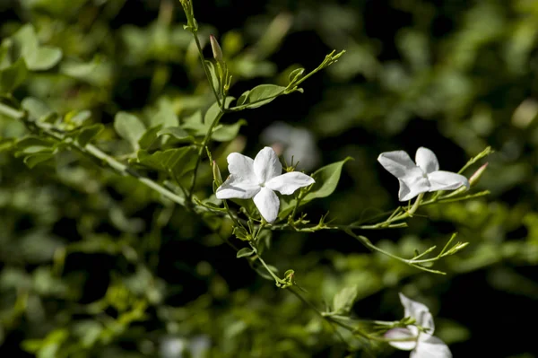 Fiori Gelsomino Bianco Sul Ramo — Foto Stock