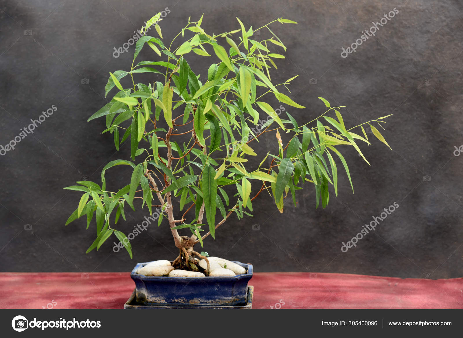 Eucalyptus Bonsai Blue Pot Stock Photo Image By C Eskaparate 305400096