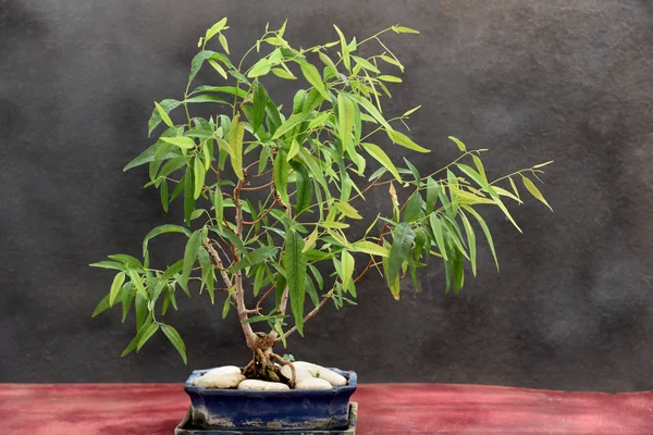 okaliptüs bonsai mavi pot üzerinde