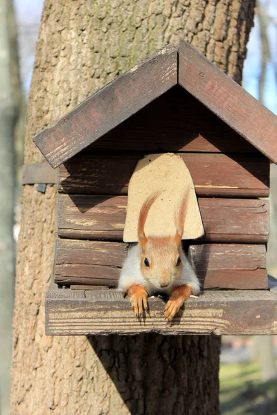 Rotes Eichhörnchen Frisst Samen — Stockfoto