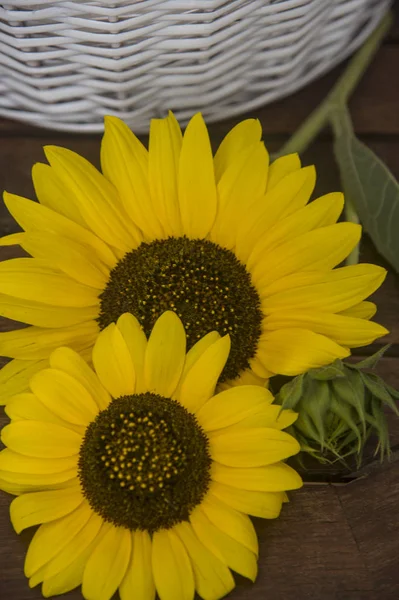 Girasoli Composizione Astratta Tavolo Con Uno Sfondo Cestino Vimini — Foto Stock