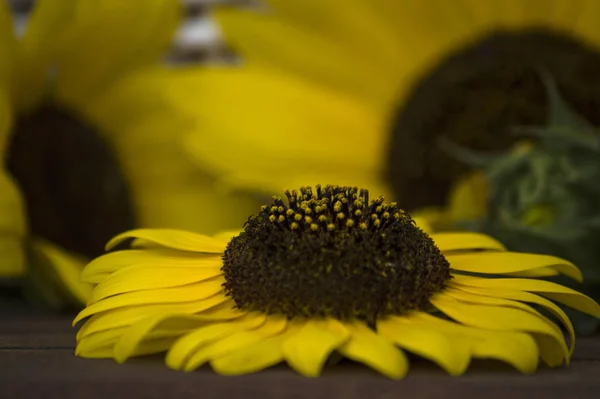 Tournesols Composition Abstraite Sur Une Table — Photo