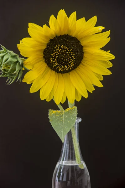 Zonnebloemen Samenstelling Abstracte Achtergrond — Stockfoto