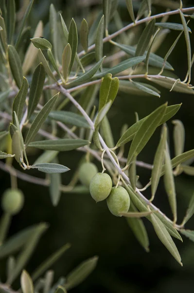 green olives on the branch
