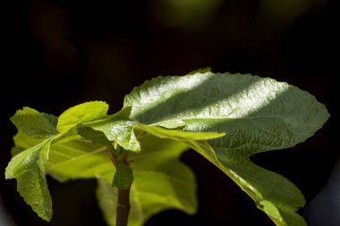 incir ağacı yaprakları fullsun yakın